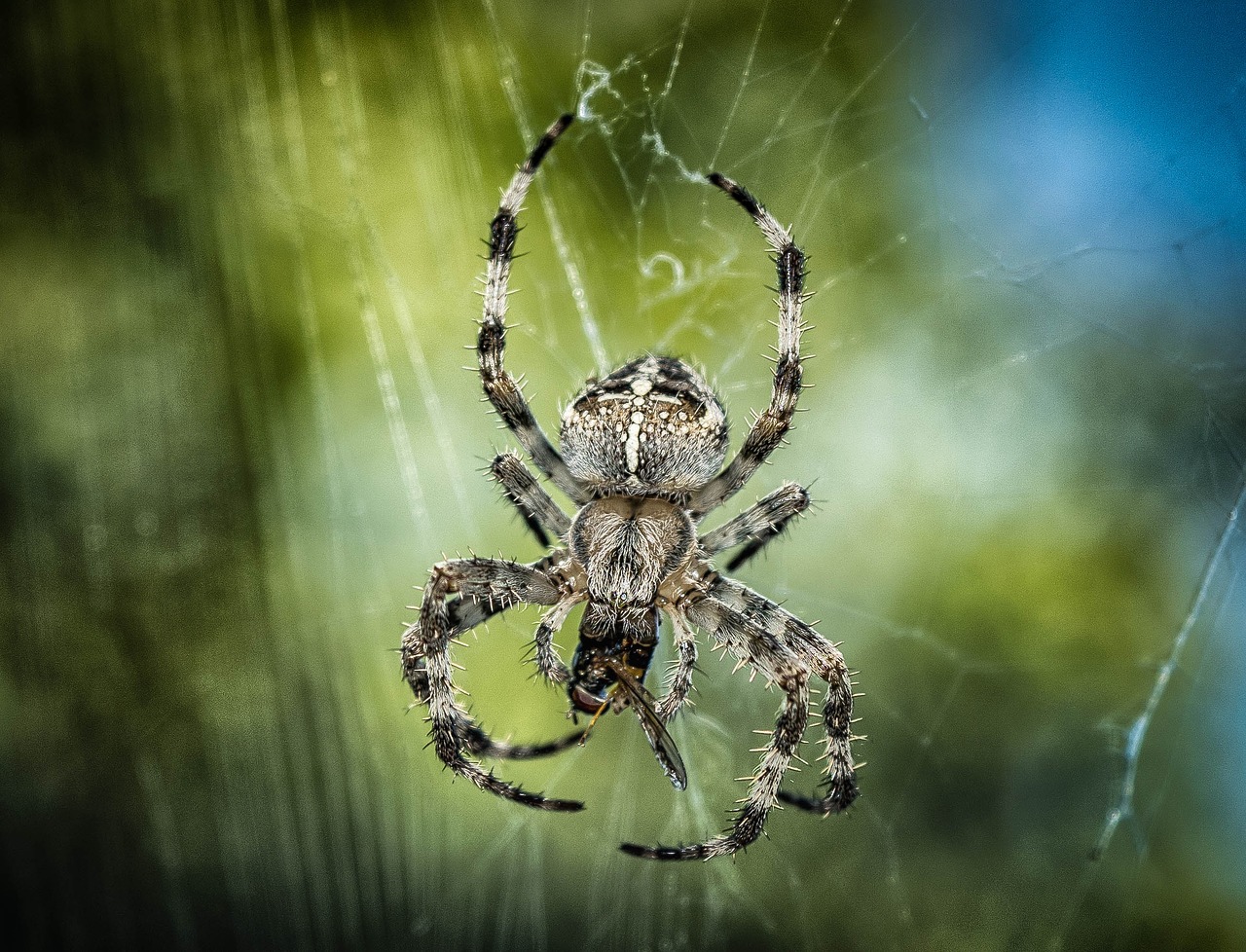 Aranha - Animal de Poder