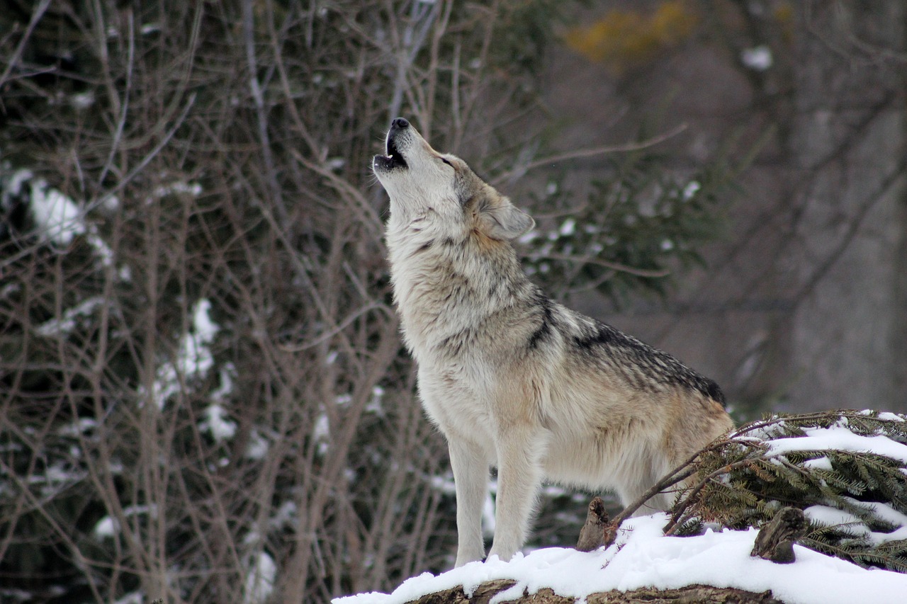 Lobo - Animal de Poder