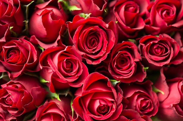 Arquétipo das Rosas Vermelhas