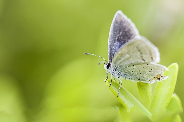 Arquétipo da borboleta