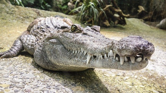 Arquétipo do Crocodilo