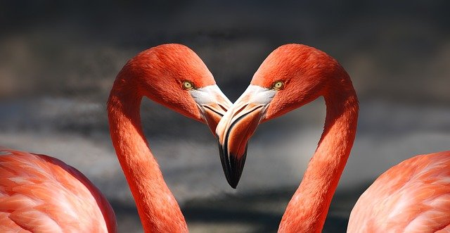 Arquétipo do Flamingos