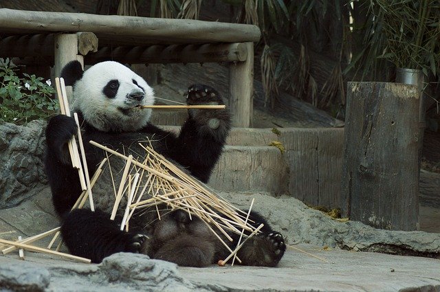 Arquétipo do Panda