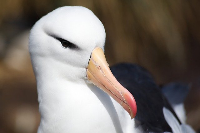 arquétipo do albatroz